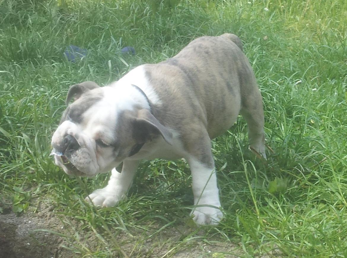 Engelsk bulldog Bertha    (mama bulldog) billede 6