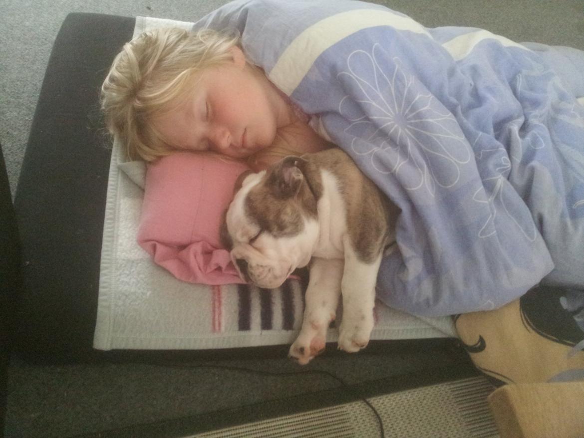 Engelsk bulldog Bertha    (mama bulldog) billede 7