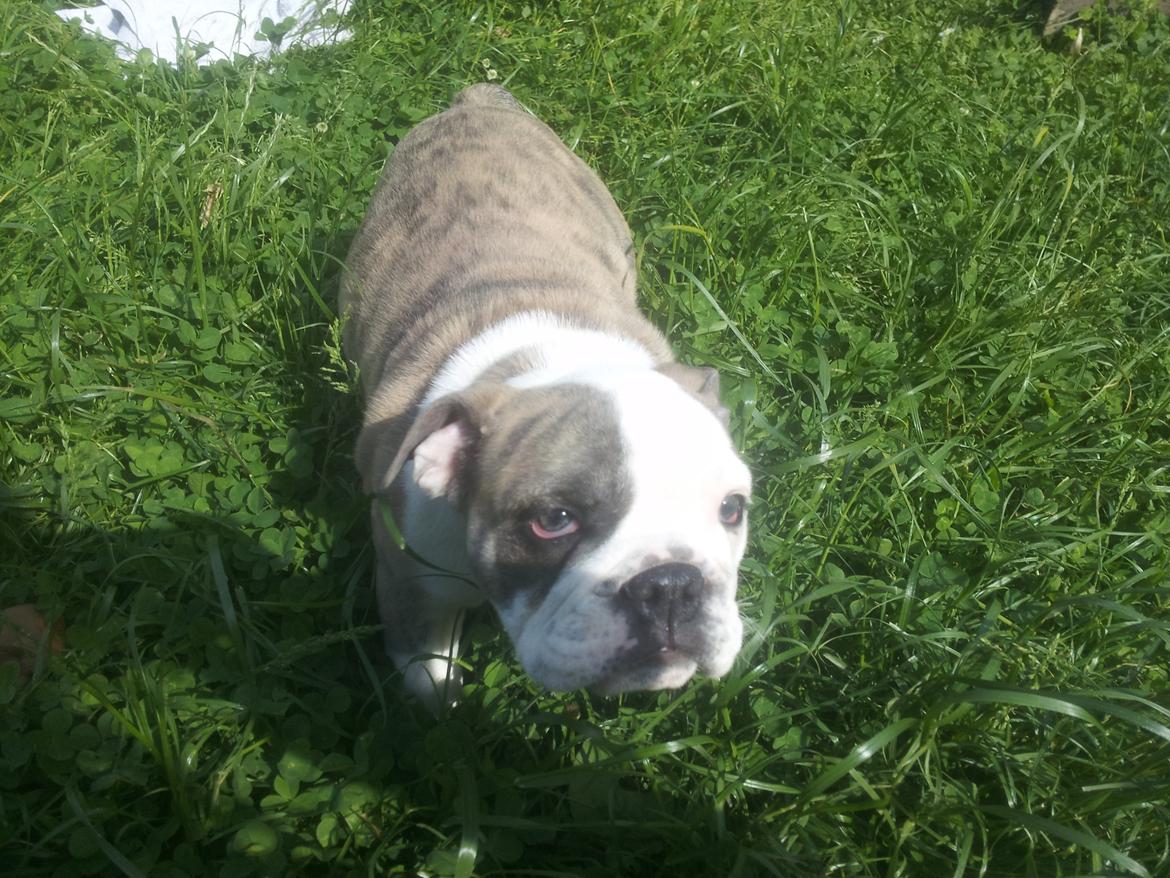 Engelsk bulldog Bertha    (mama bulldog) billede 8