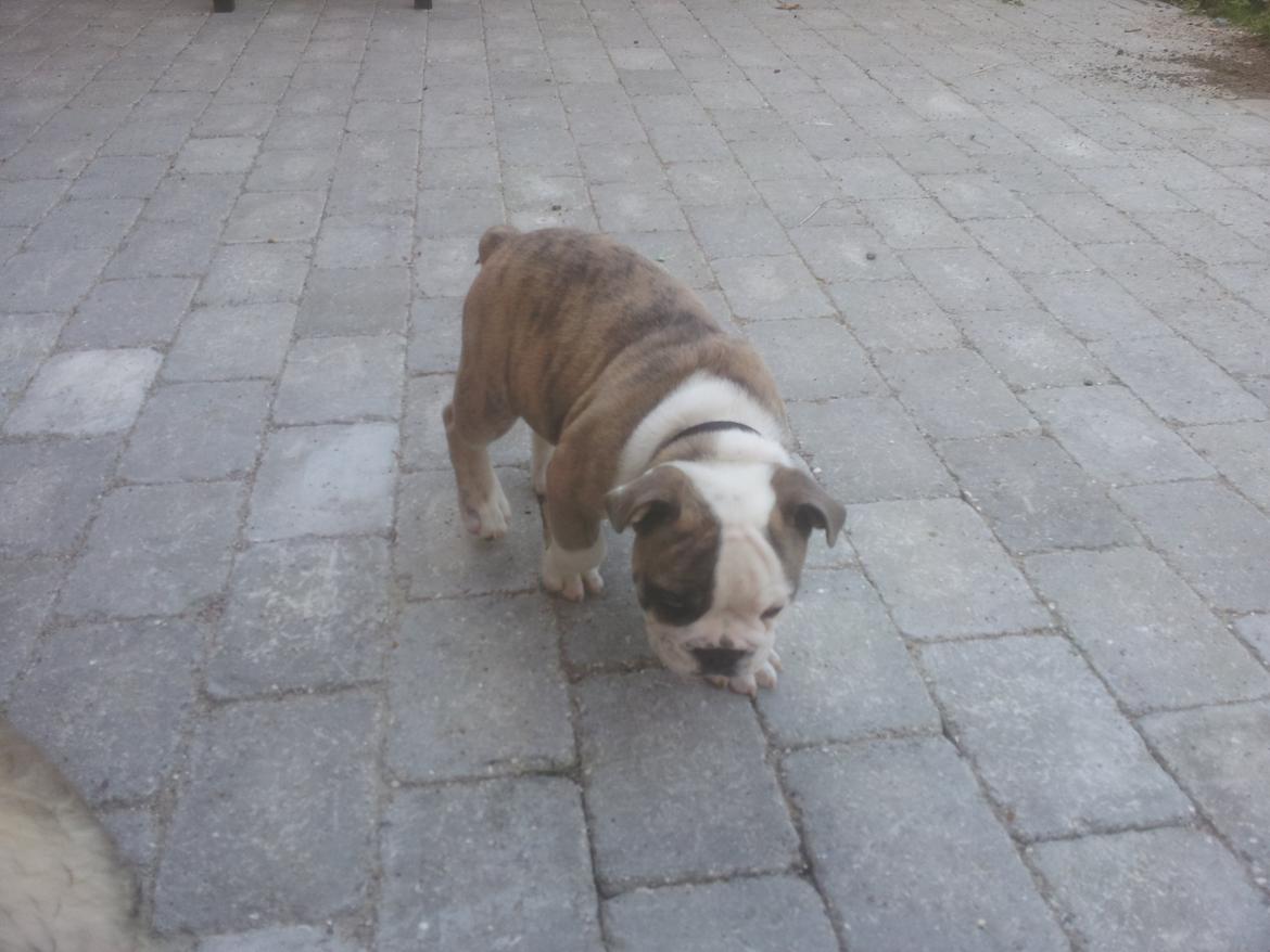 Engelsk bulldog Bertha    (mama bulldog) billede 9