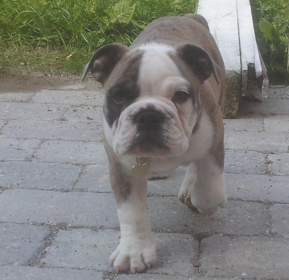 Engelsk bulldog Bertha    (mama bulldog) billede 10