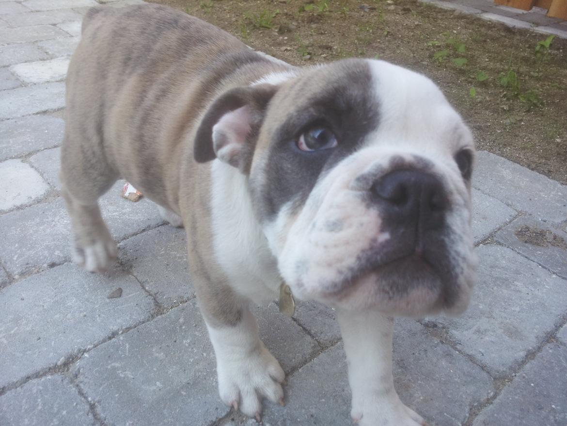Engelsk bulldog Bertha    (mama bulldog) billede 11