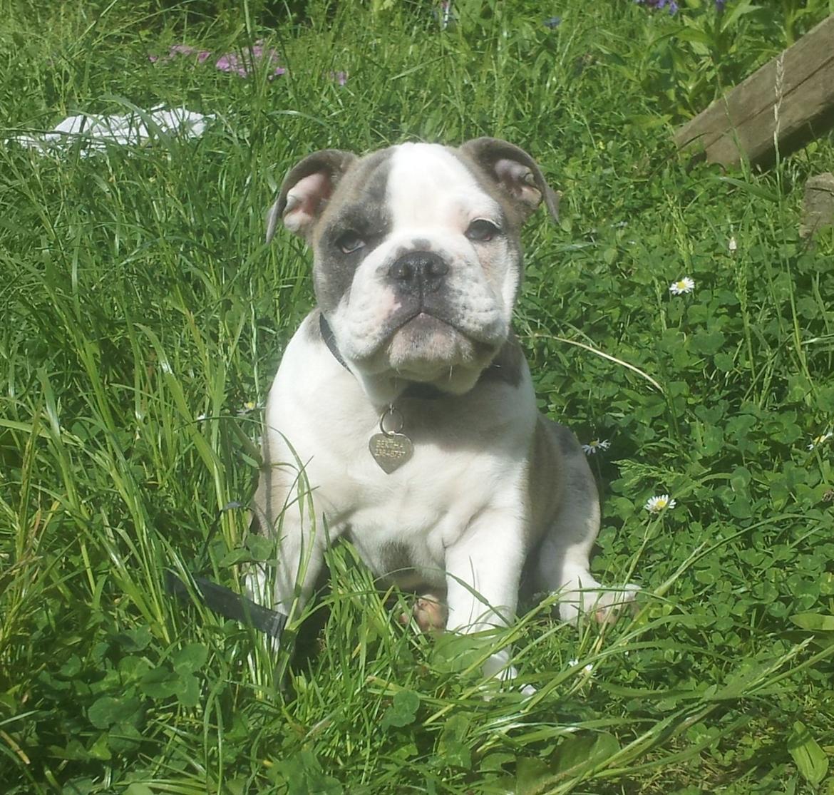Engelsk bulldog Bertha    (mama bulldog) billede 12
