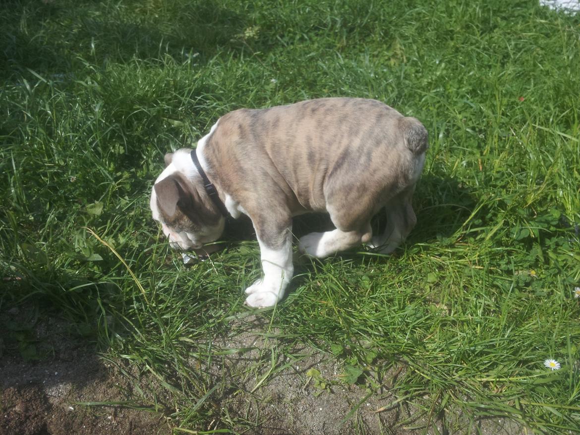 Engelsk bulldog Bertha    (mama bulldog) billede 13