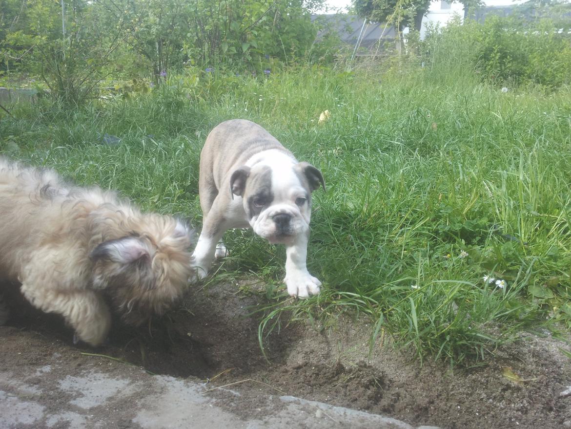 Engelsk bulldog Bertha    (mama bulldog) billede 14