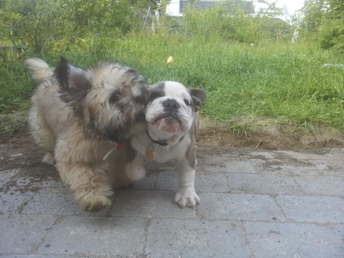 Engelsk bulldog Bertha    (mama bulldog) billede 15