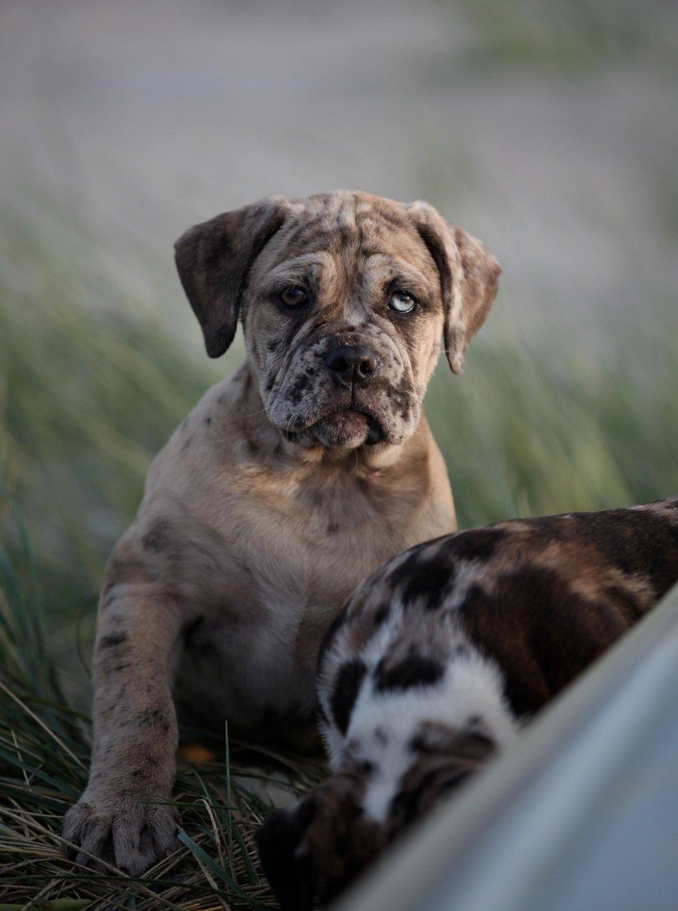 Olde english bulldogge Nunley's Jagular billede 6