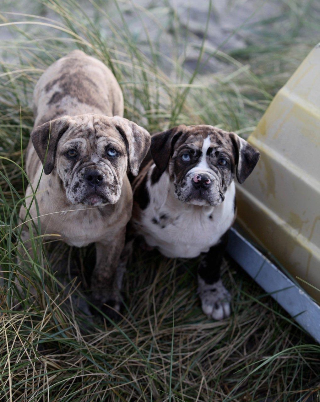 Olde english bulldogge Nunley's Jagular billede 7