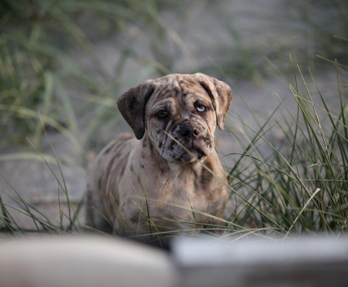 Olde english bulldogge Nunley's Jagular billede 8