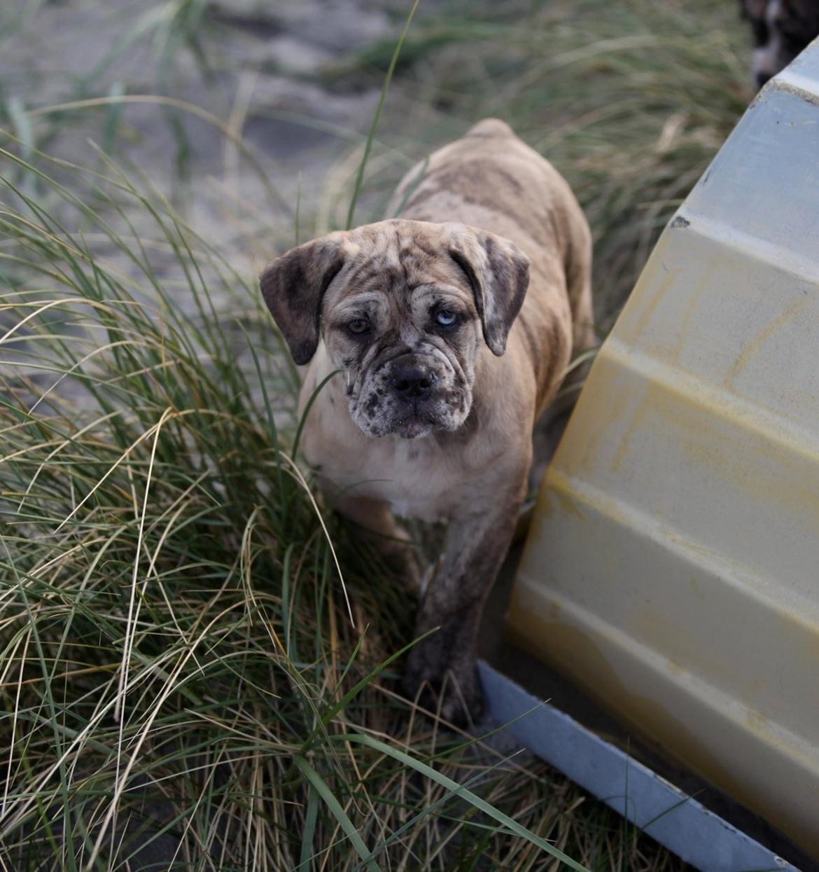 Olde english bulldogge Nunley's Jagular billede 9