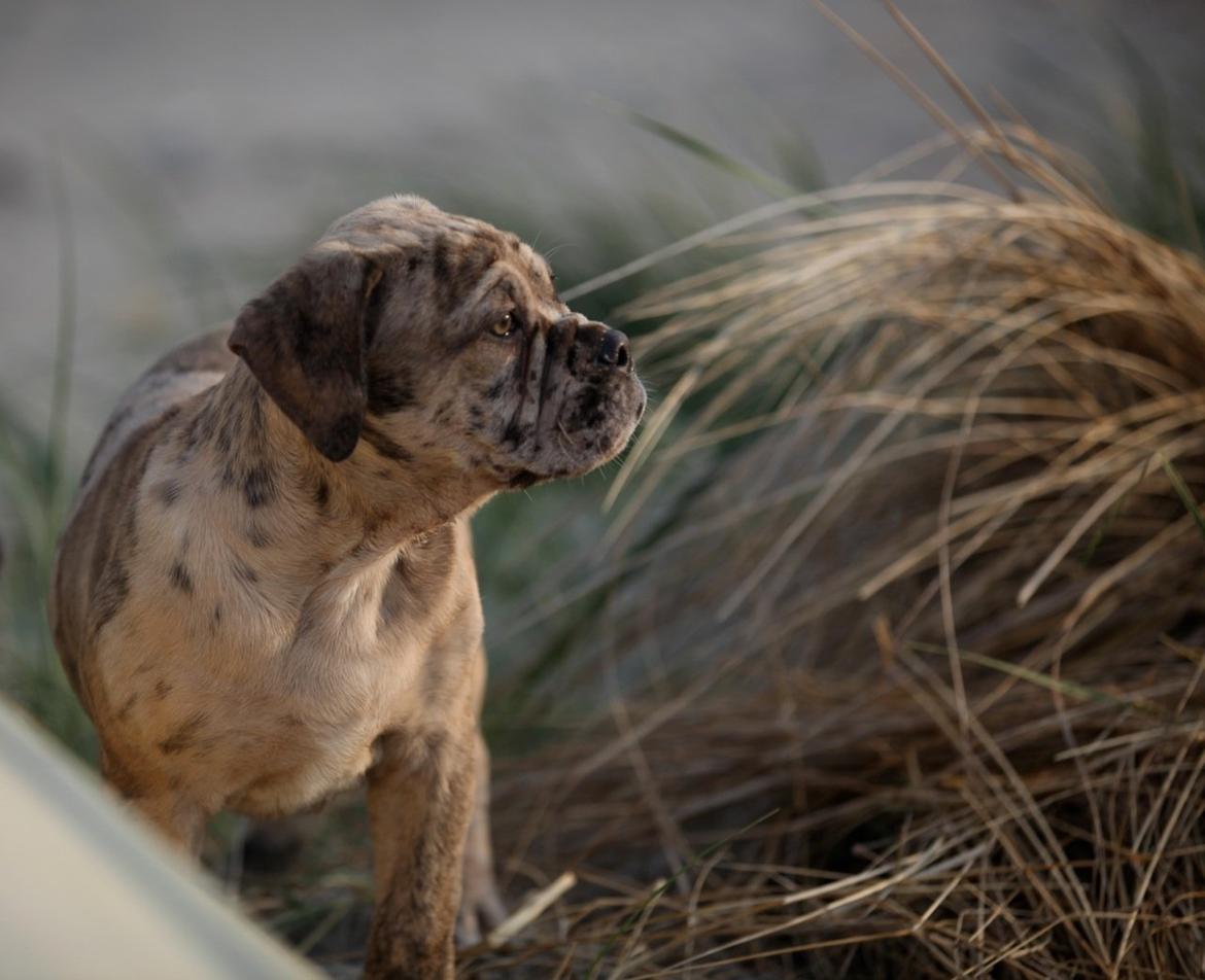Olde english bulldogge Nunley's Jagular billede 10