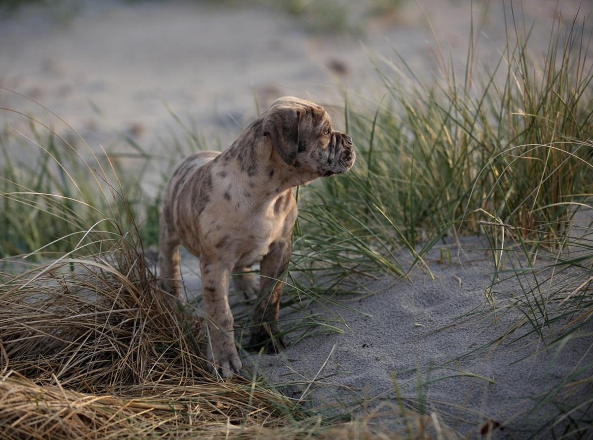 Olde english bulldogge Nunley's Jagular billede 11