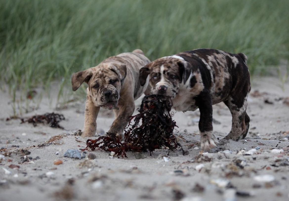 Olde english bulldogge Nunley's Jagular billede 12
