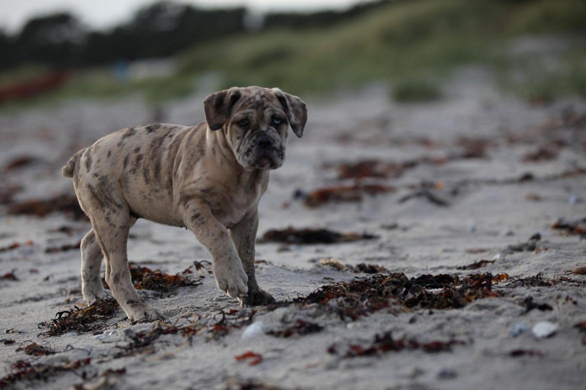Olde english bulldogge Nunley's Jagular billede 13