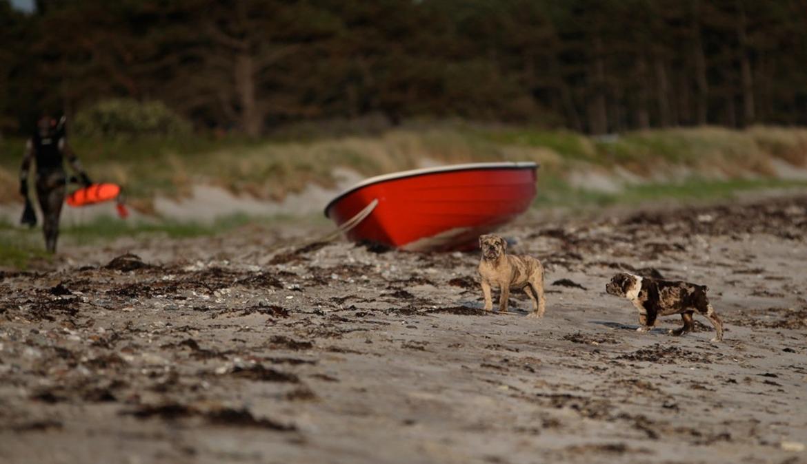 Olde english bulldogge Nunley's Jagular billede 14