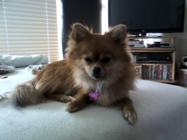 Blanding af racer cille billede 10