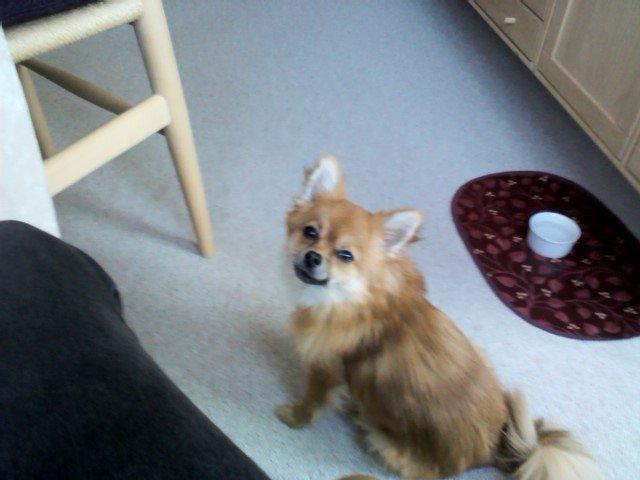 Blanding af racer cille - Hvor bliver maden af..
 billede 11