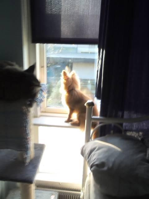 Blanding af racer cille - Mon ikke snart min lege kammerat kommer .. billede 12