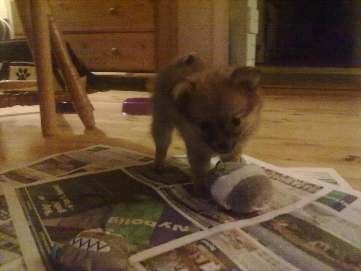 Blanding af racer cille - 12 uger gammel , vi har lige hentet lille cille.. billede 15