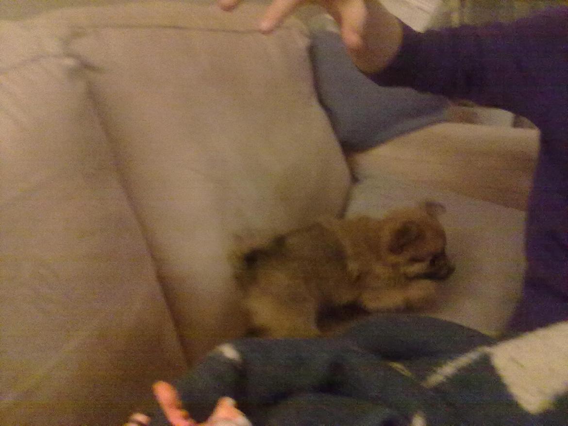 Blanding af racer cille billede 13