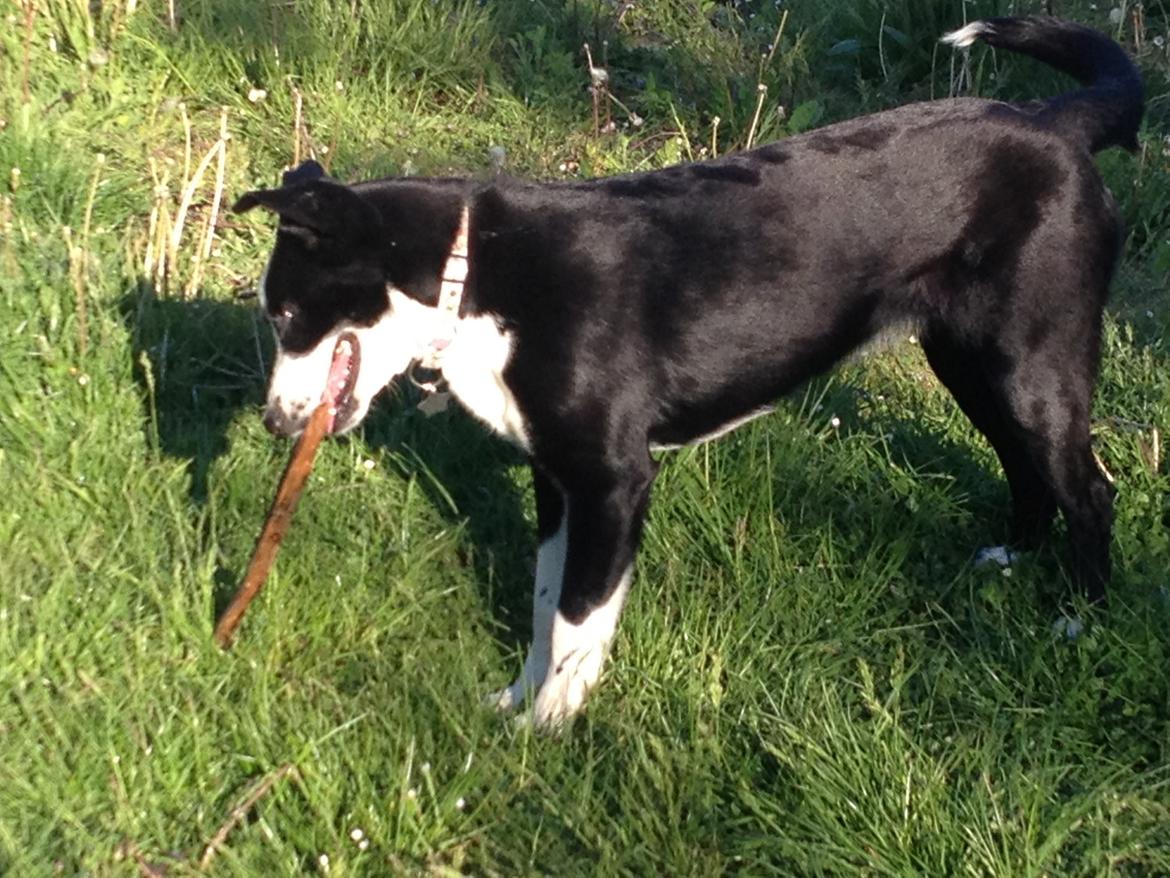 Blanding af racer Malia billede 1