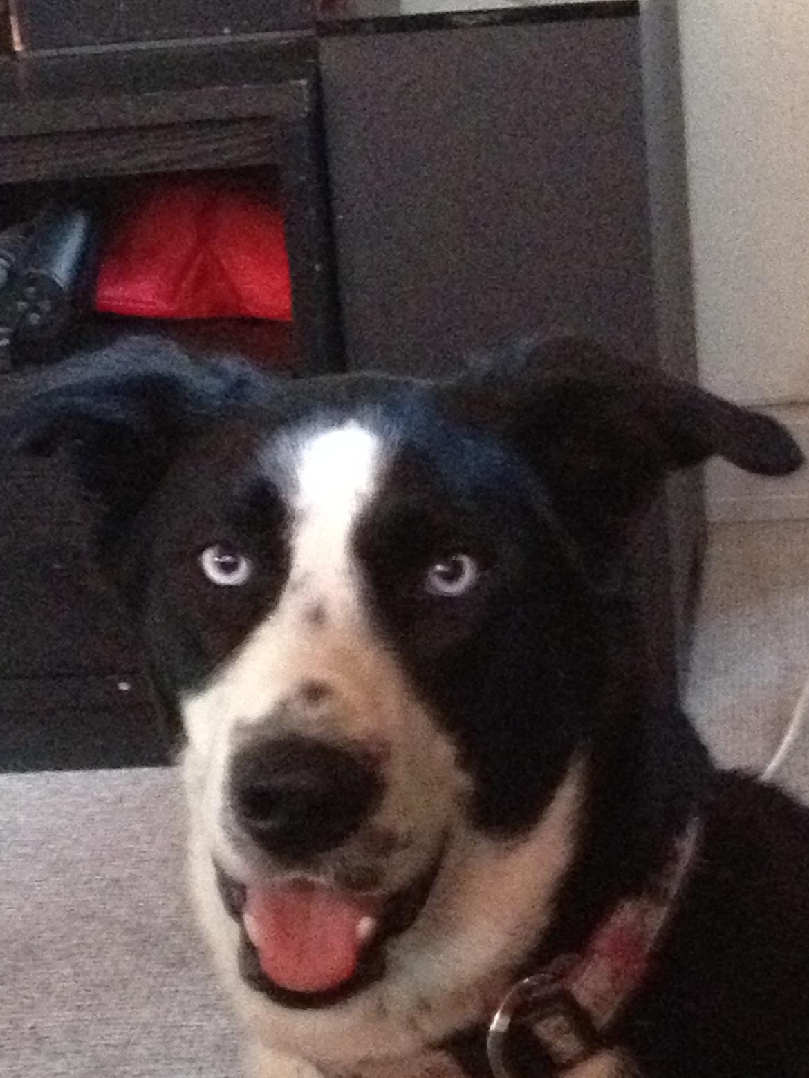 Blanding af racer Malia billede 2