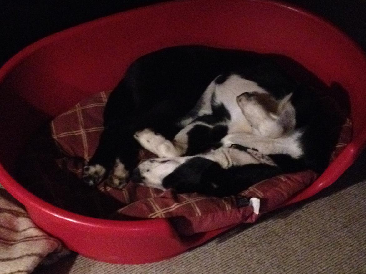 Blanding af racer Malia billede 3