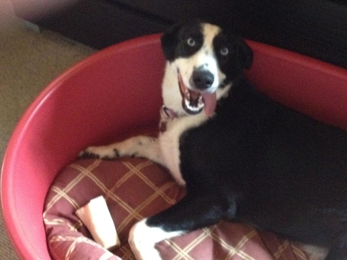 Blanding af racer Malia billede 4