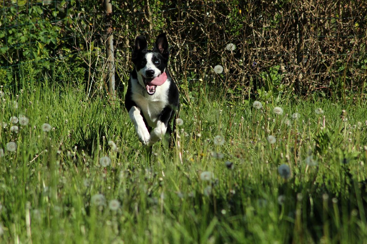 Blanding af racer Malia billede 5