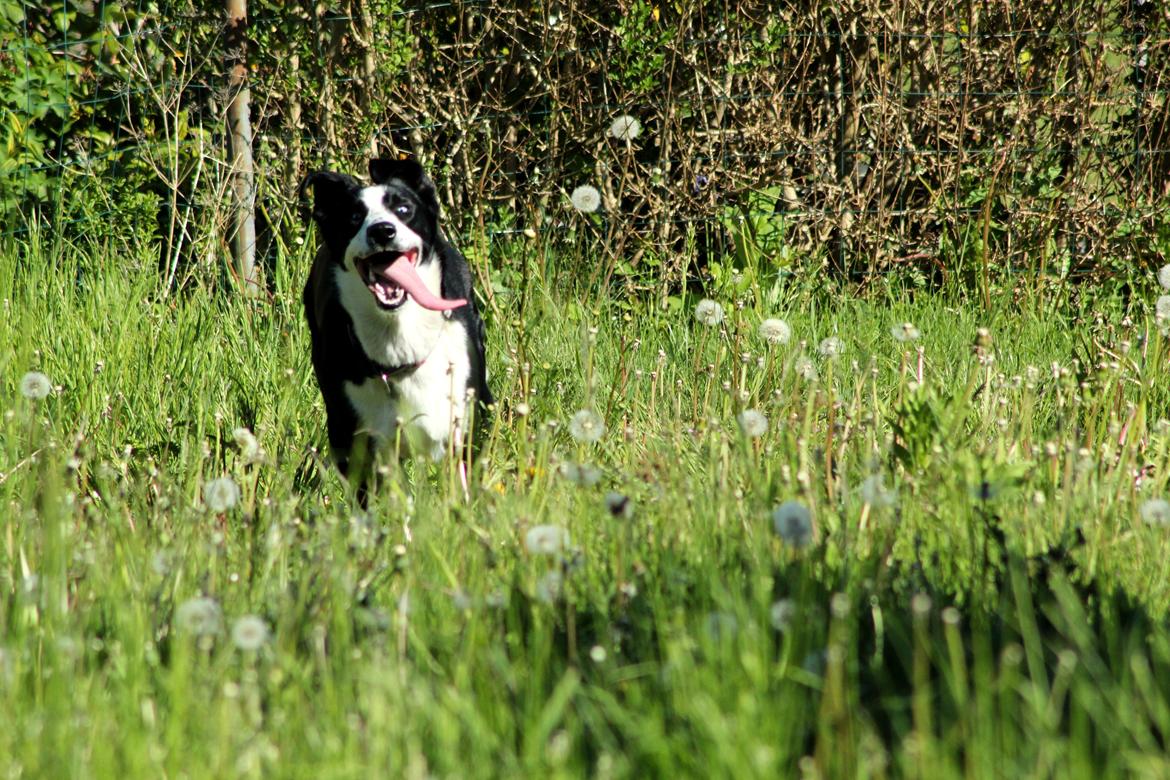 Blanding af racer Malia billede 6