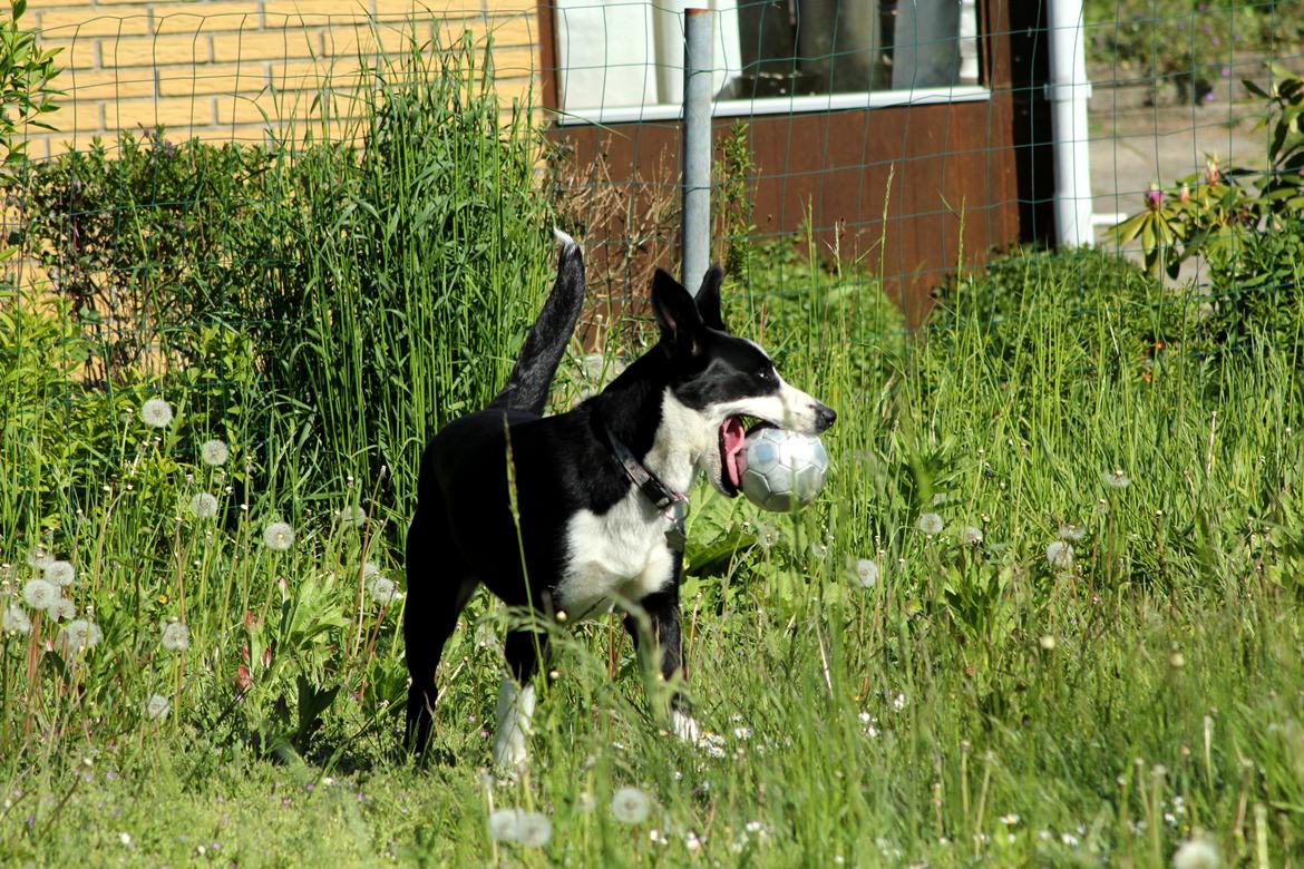 Blanding af racer Malia billede 7