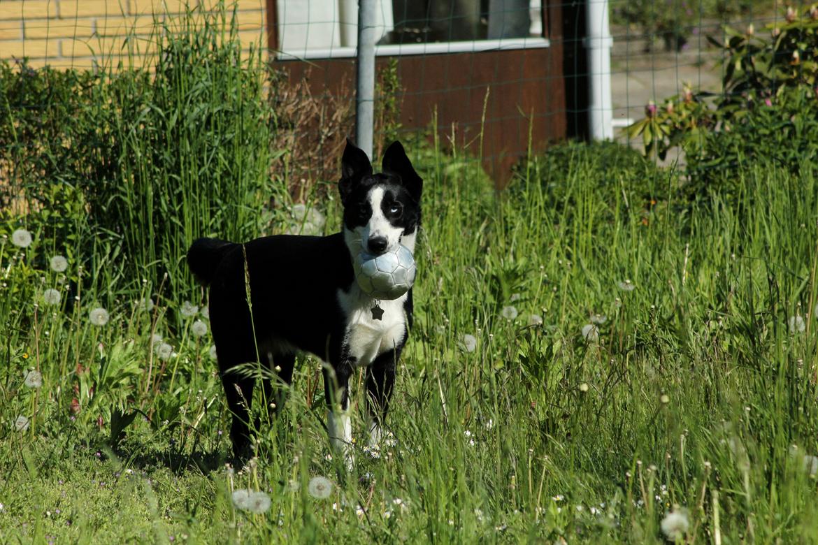 Blanding af racer Malia billede 8