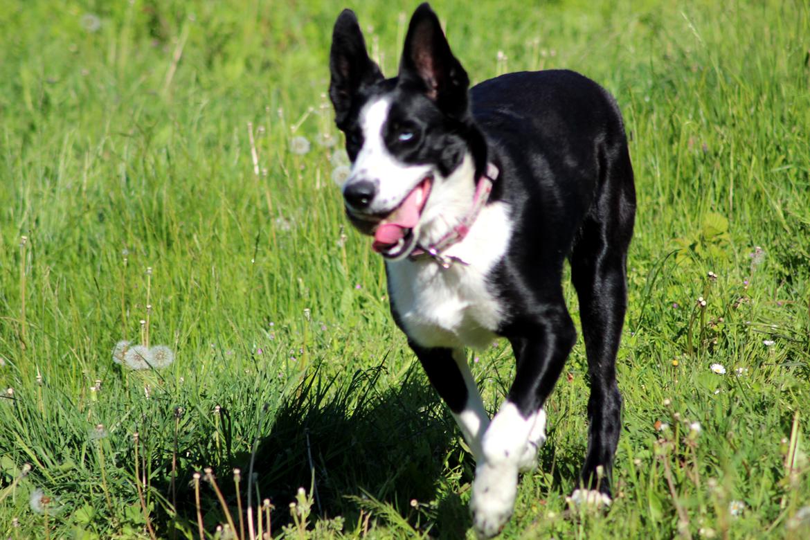 Blanding af racer Malia billede 9