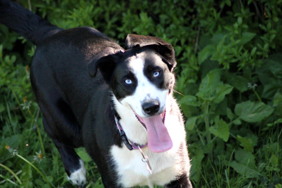 Blanding af racer Malia billede 10