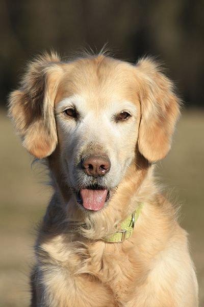 Golden retriever Victor billede 2