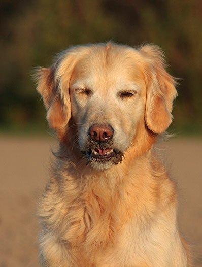 Golden retriever Victor billede 3