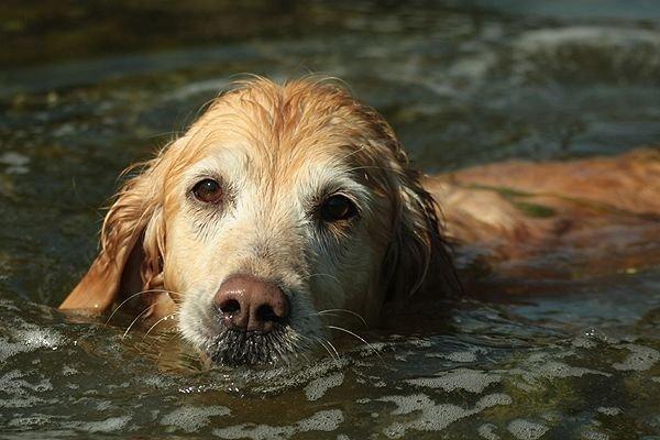 Golden retriever Victor billede 4