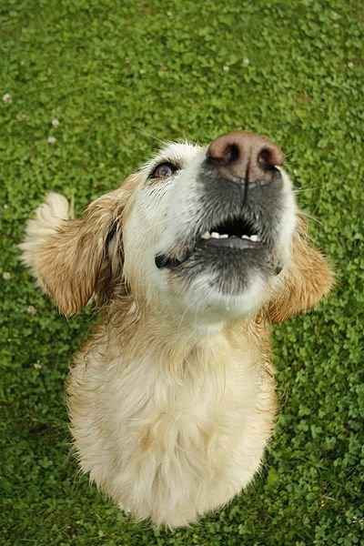 Golden retriever Victor billede 1