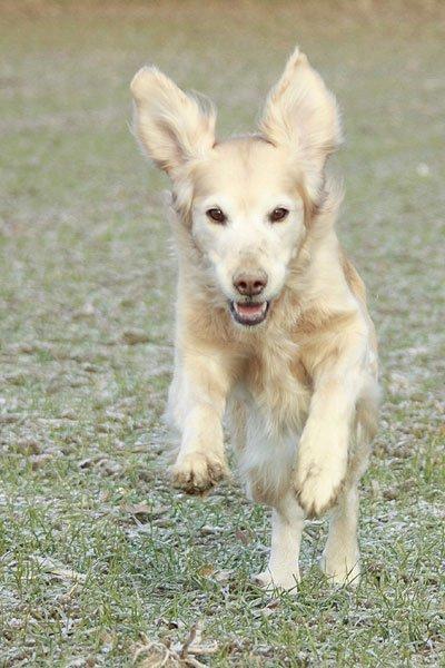 Golden retriever Victor billede 5