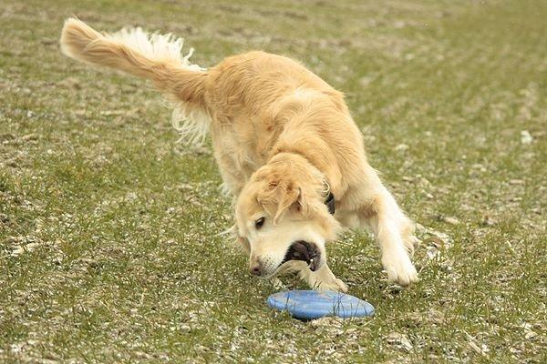 Golden retriever Victor billede 6