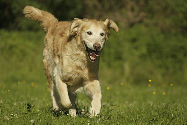 Golden retriever Victor billede 7