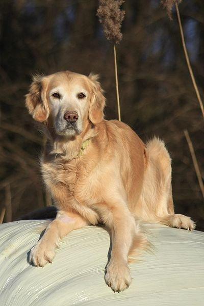 Golden retriever Victor billede 8