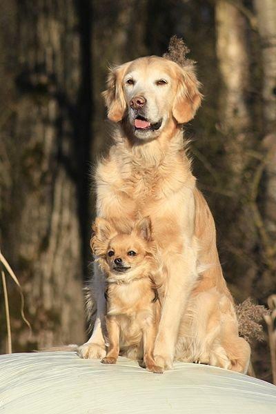 Golden retriever Victor billede 9