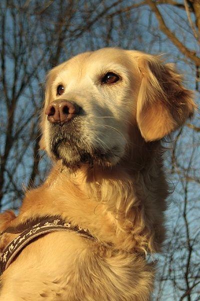 Golden retriever Victor billede 10