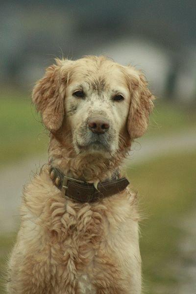Golden retriever Victor billede 11