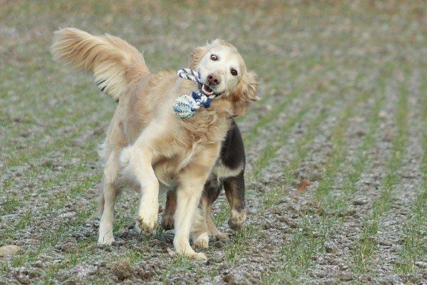 Golden retriever Victor billede 12