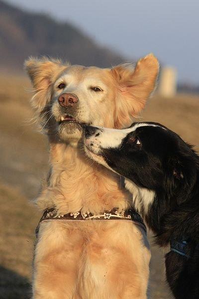 Golden retriever Victor billede 13