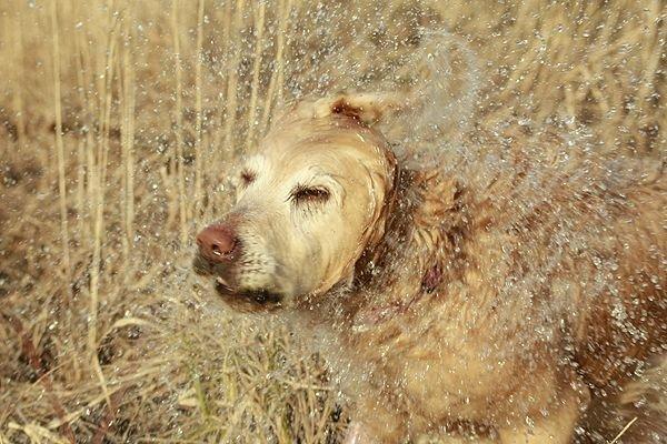 Golden retriever Victor billede 14