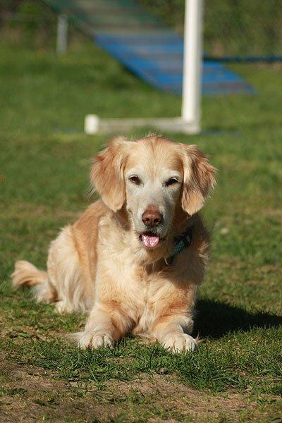 Golden retriever Victor billede 15