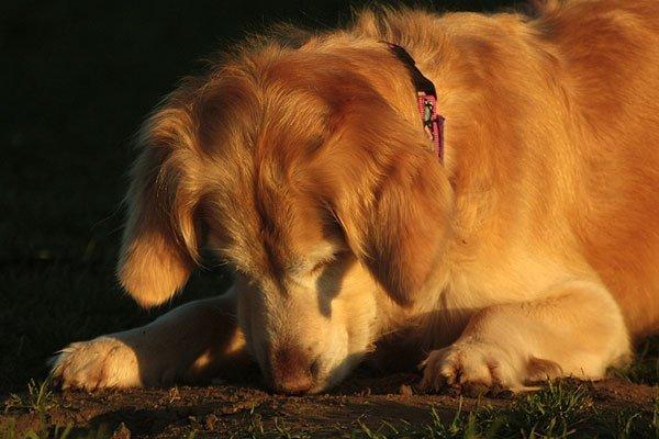 Golden retriever Victor billede 16